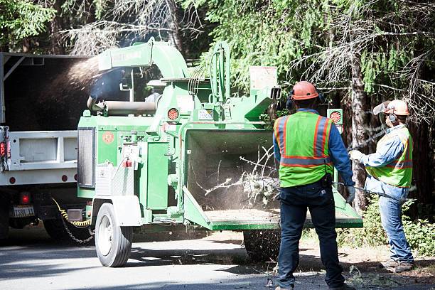 Best Stump Grinding and Removal  in Oak Grove, MN